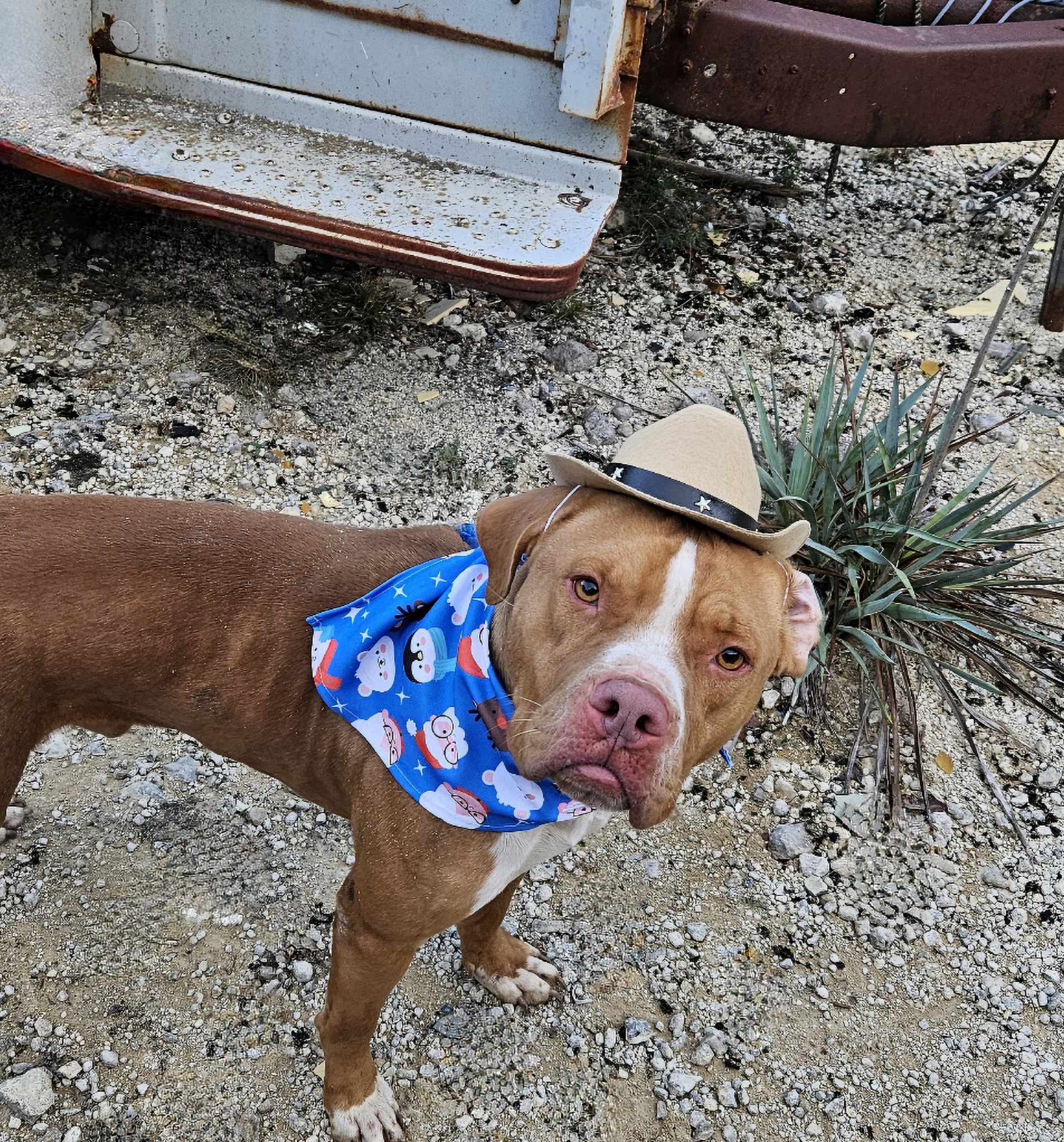 Charlie, a Adoptable American Staffordshire Terrier in Kempner, TX image 6/6