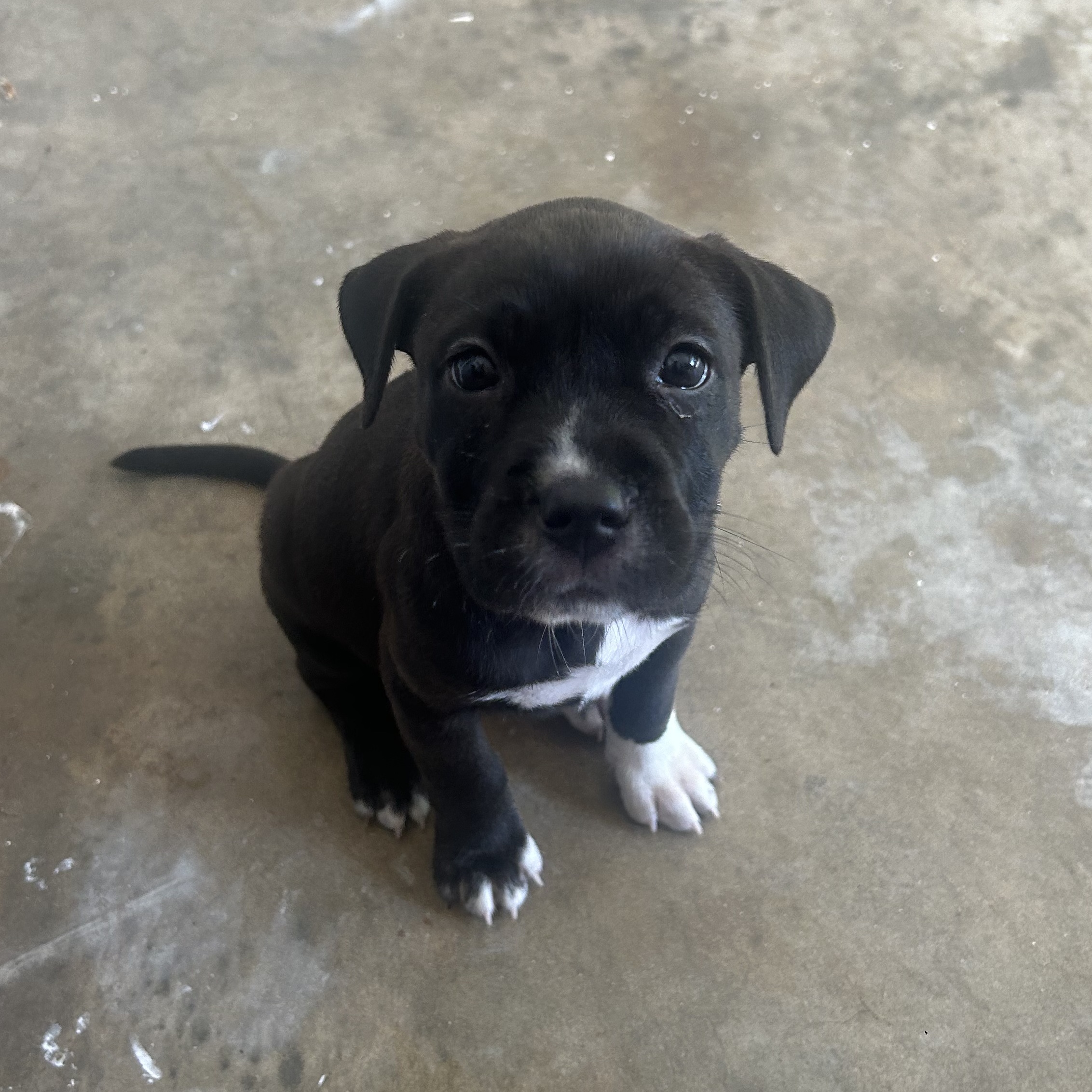 Dog for adoption Pepper, a Hound Mix in West Chester, PA Petfinder