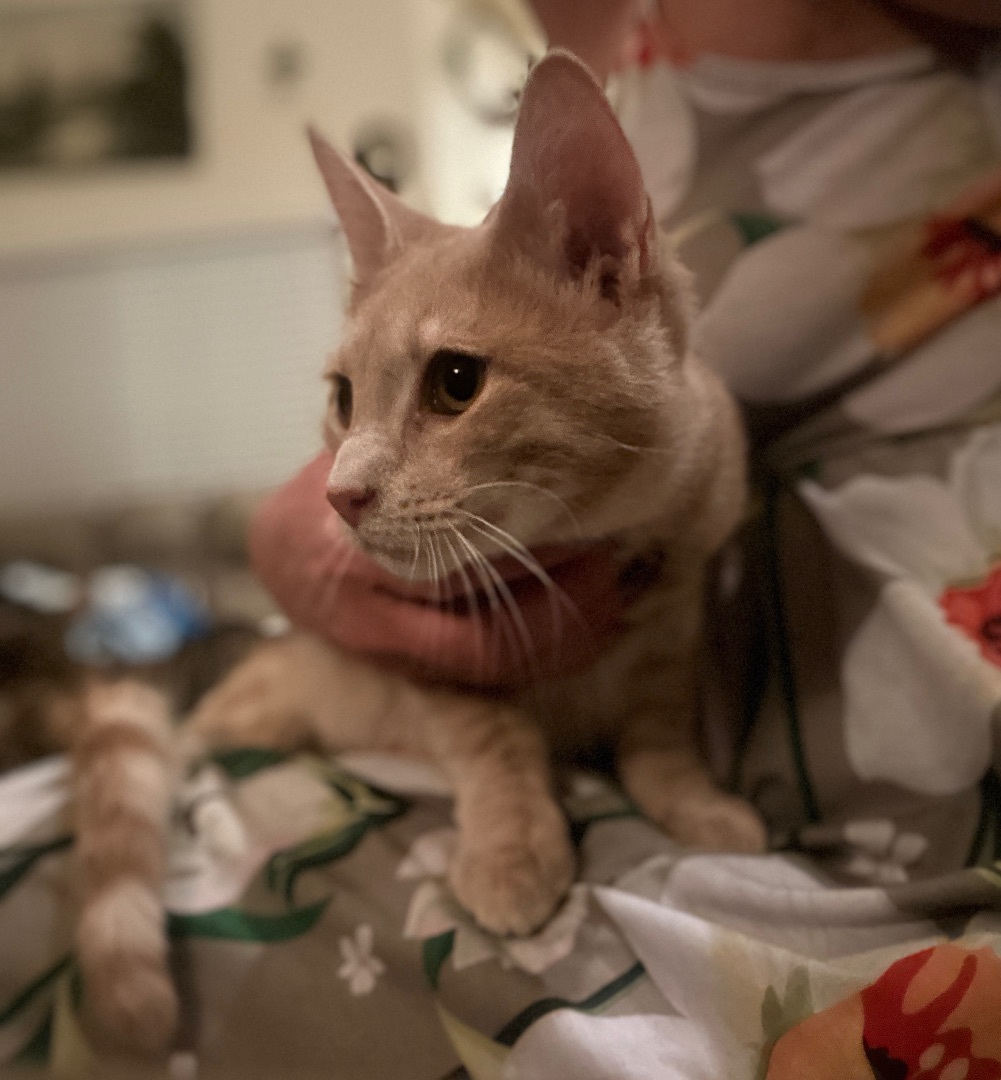 Hoyt, an adoptable Domestic Short Hair in Oceanside, CA image 2/6