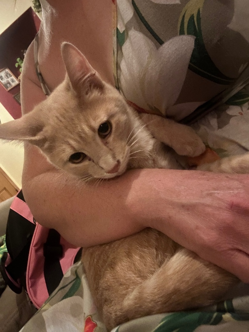 Hoyt, an adoptable Domestic Short Hair in Oceanside, CA image 3/6