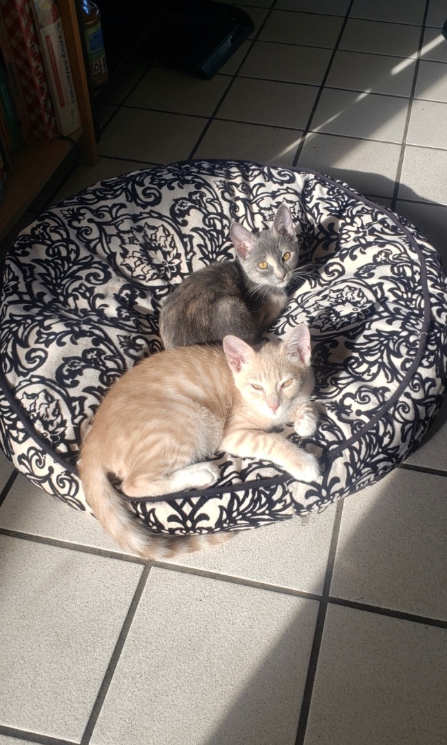 Hoyt, an adoptable Domestic Short Hair in Oceanside, CA image 4/6