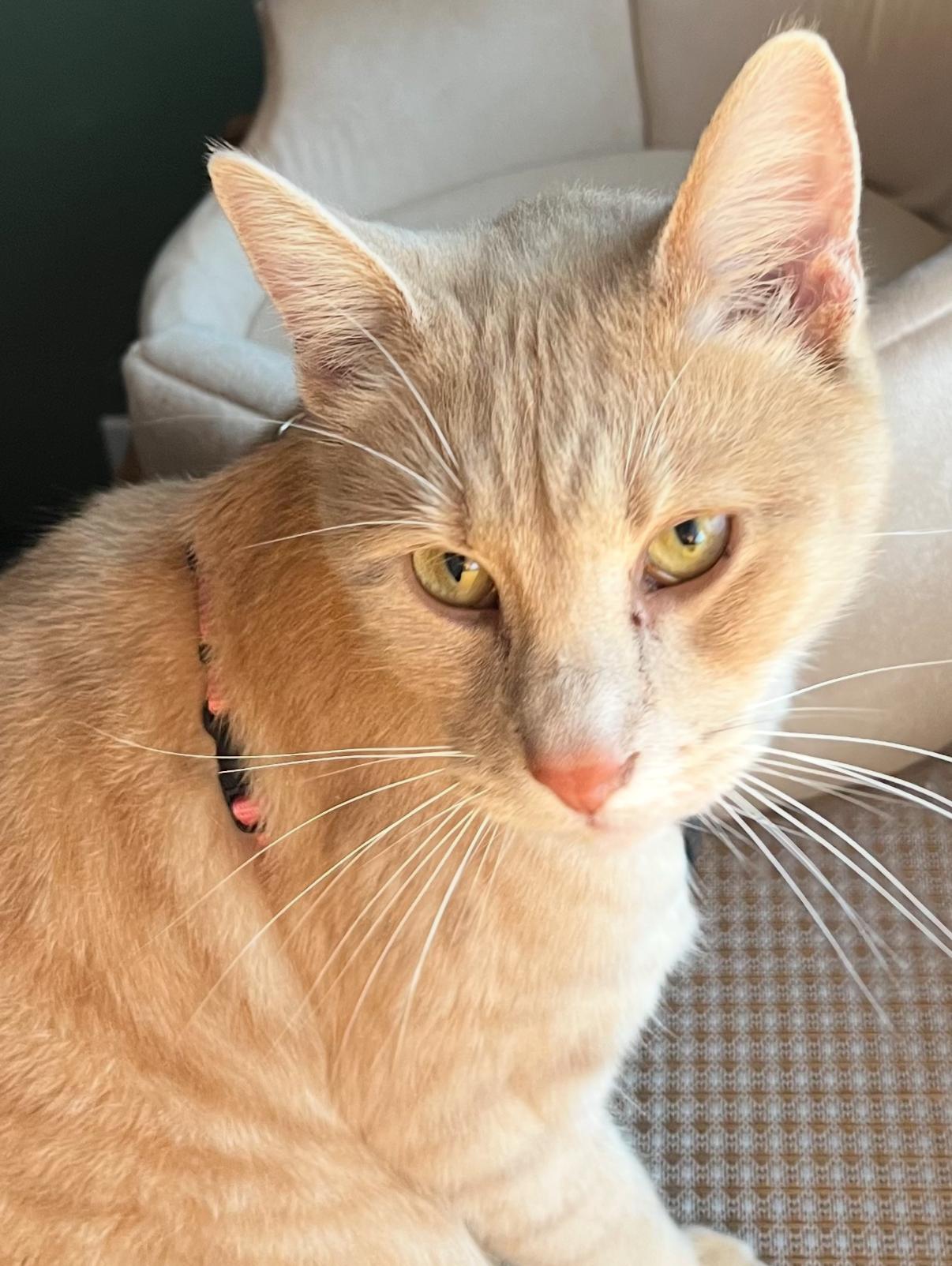 Hoyt, an adoptable Domestic Short Hair in Oceanside, CA image 1/6