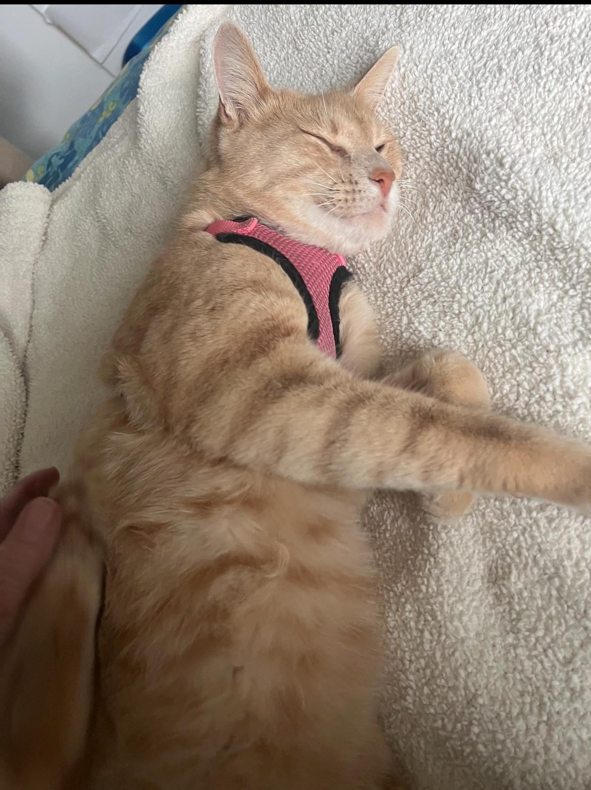 Hoyt, an adoptable Domestic Short Hair in Oceanside, CA image 6/6