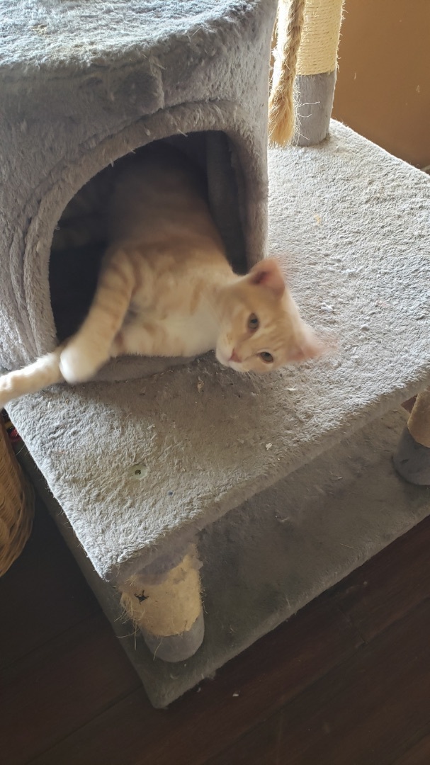 Hoyt, an adoptable Domestic Short Hair in Oceanside, CA image 5/6