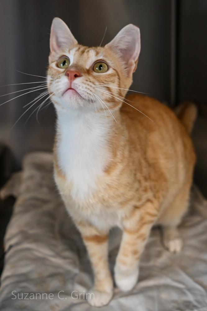 Rocky, a Adoptable mixed breed in New Orleans, LA image 2/4