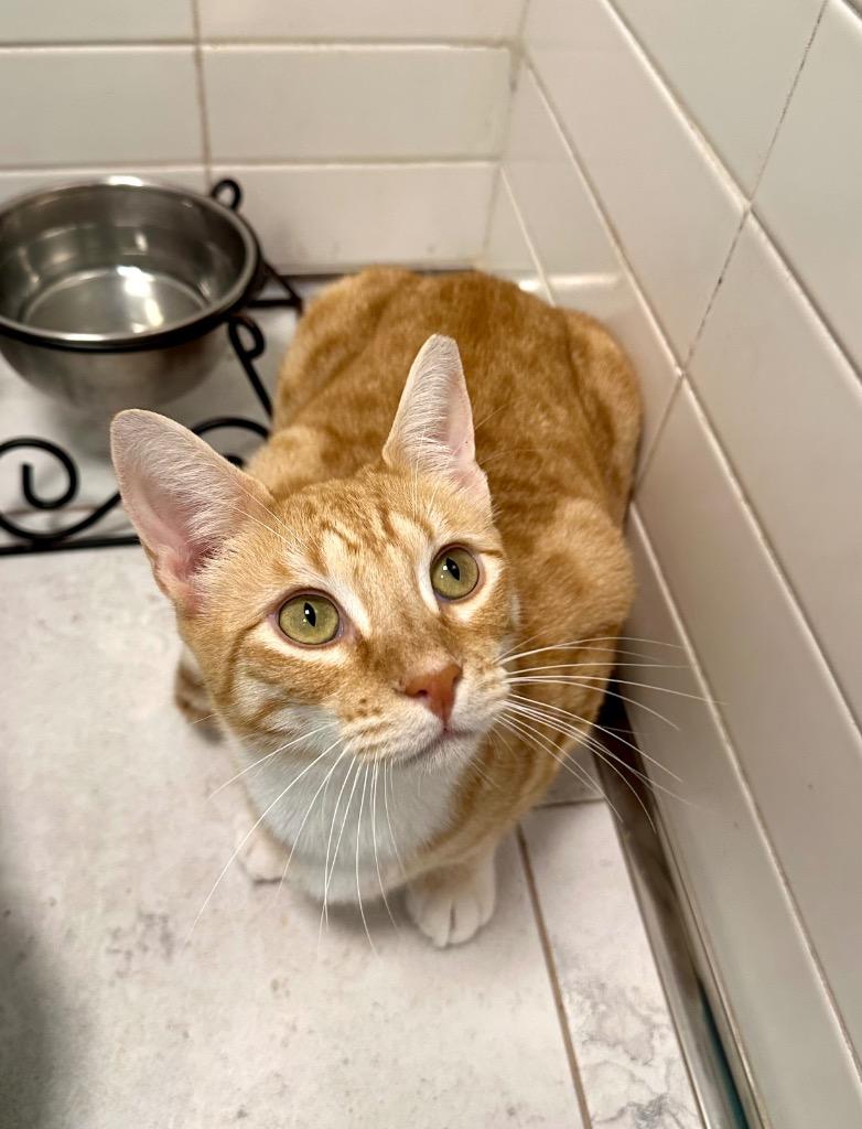 Rocky, Adoptable, Kitten Male Domestic Short Hair.