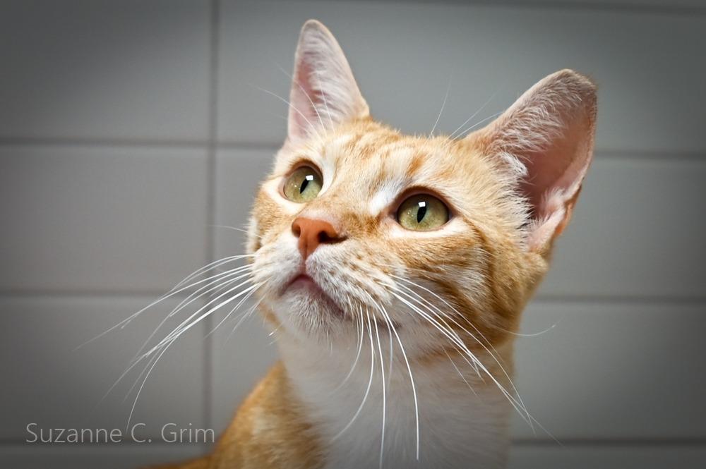 Rocky, Adoptable, Kitten Male Domestic Short Hair.