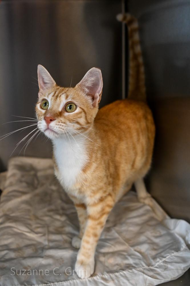 Rocky, a Adoptable mixed breed in New Orleans, LA image 4/4