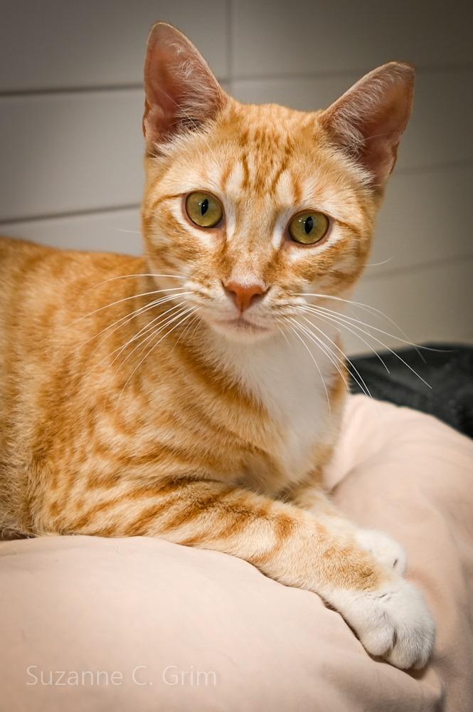 Rocky, a Adoptable mixed breed in New Orleans, LA image 4/4