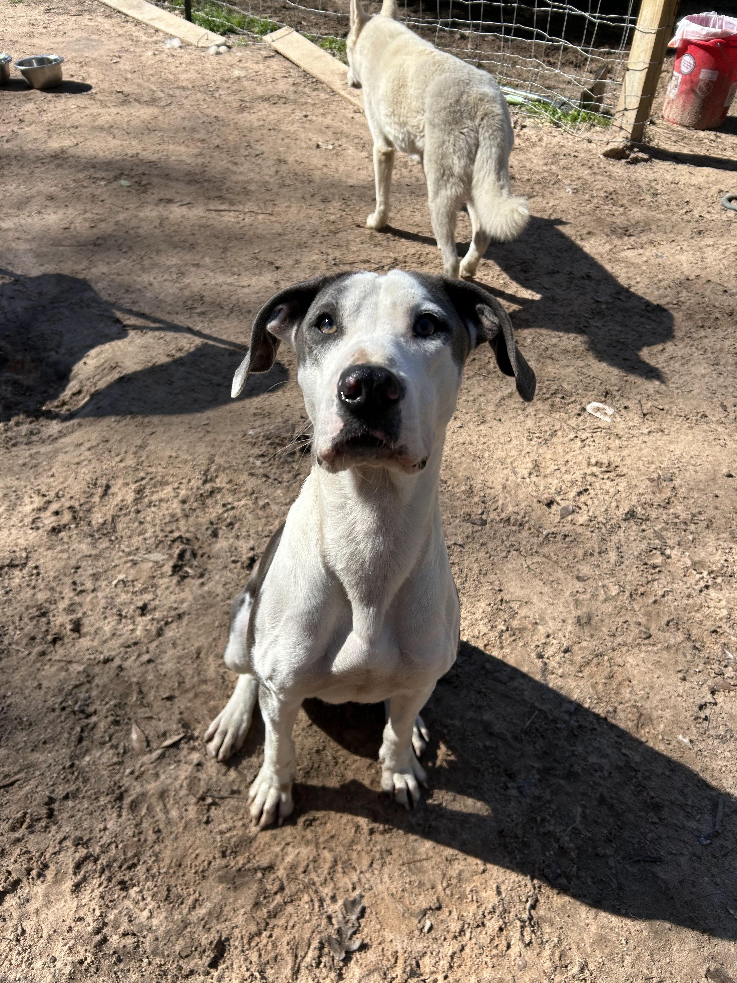 Lucy, Young Female Pit Bull Terrier