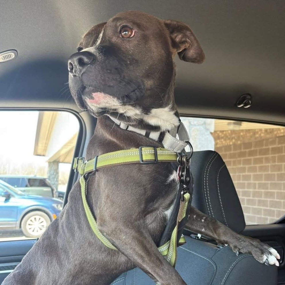 Dollar, an adopted mixed breed in Detroit, MI image 6/6