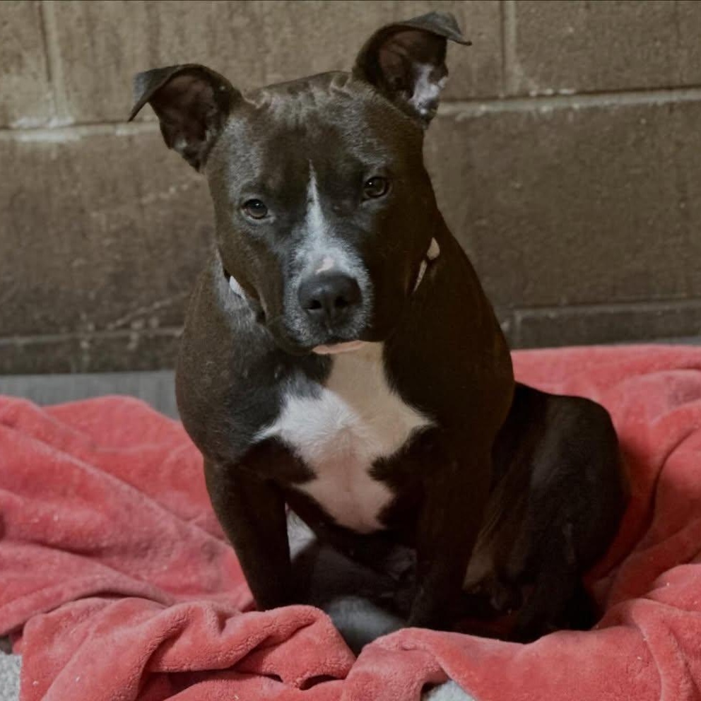 Dollar, an adopted mixed breed in Detroit, MI image 5/6