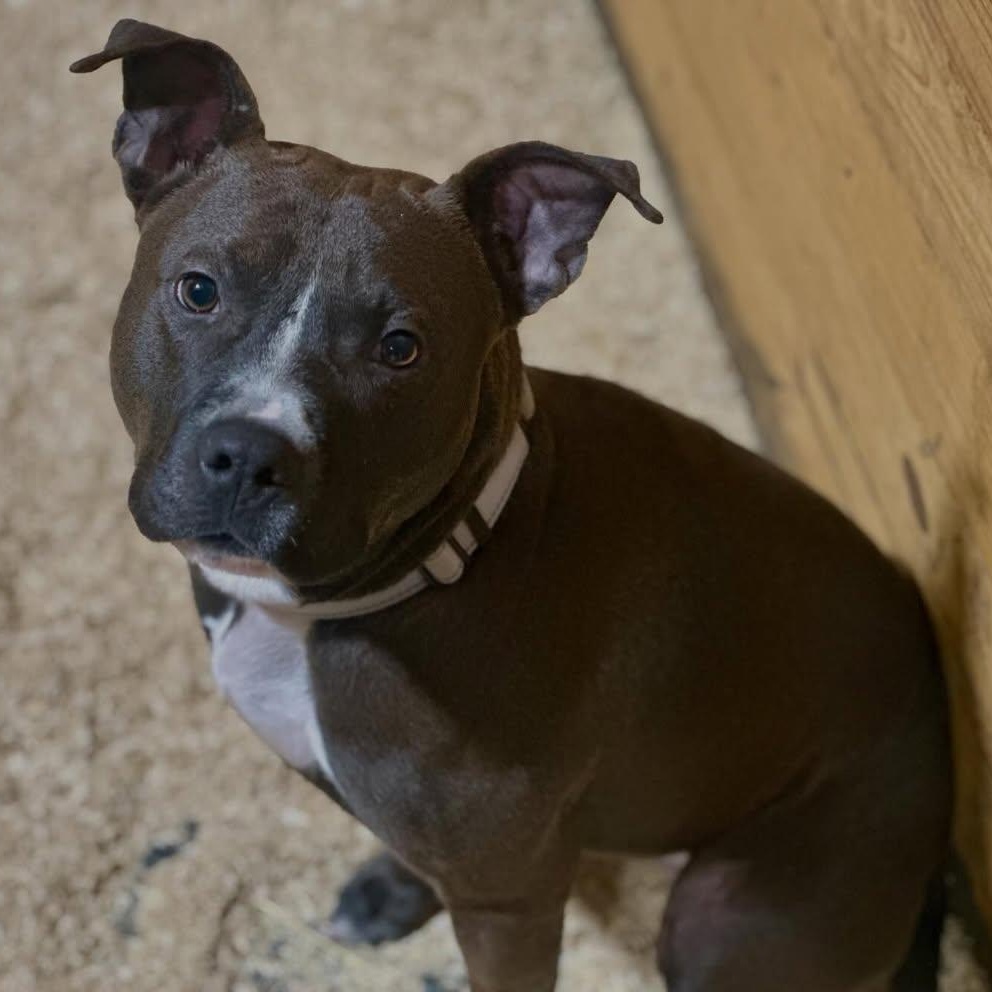 Dollar, adopted, Young Male American Staffordshire Terrier & Pit Bull Terrier.