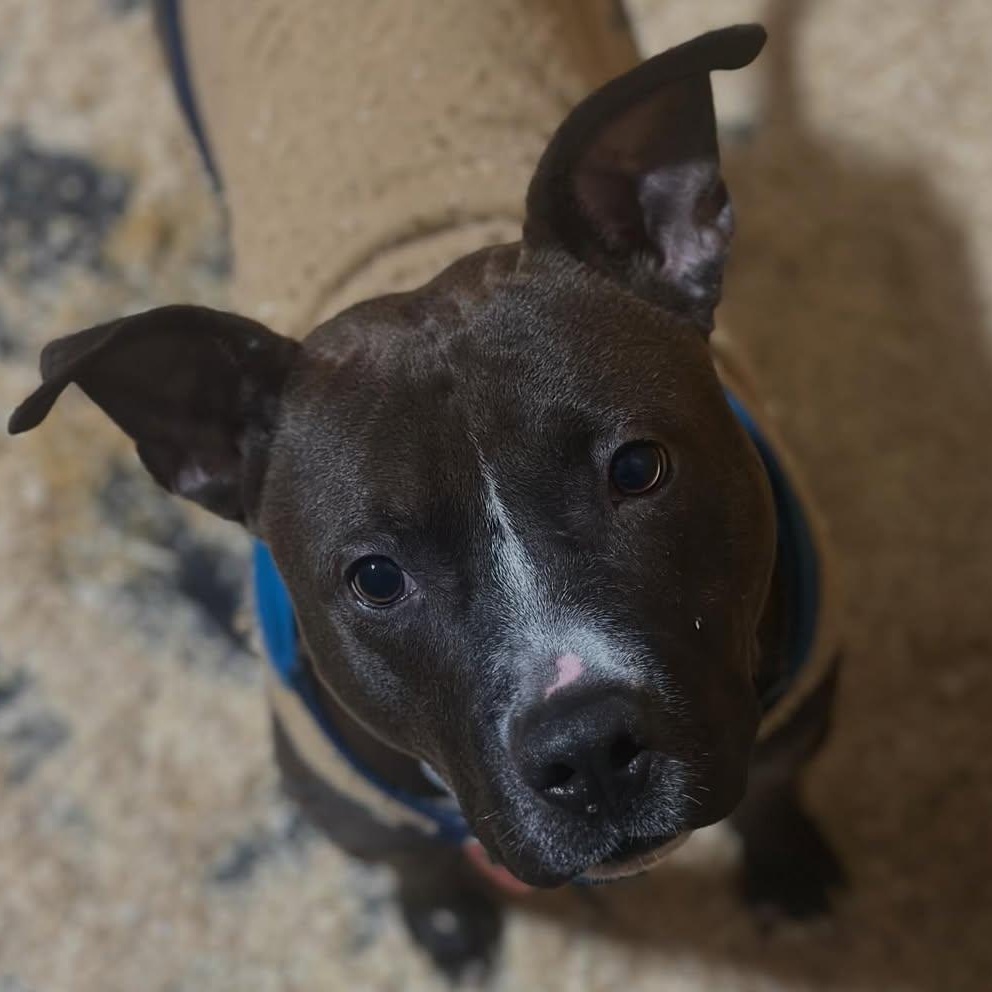 Dollar, an adopted mixed breed in Detroit, MI image 3/6