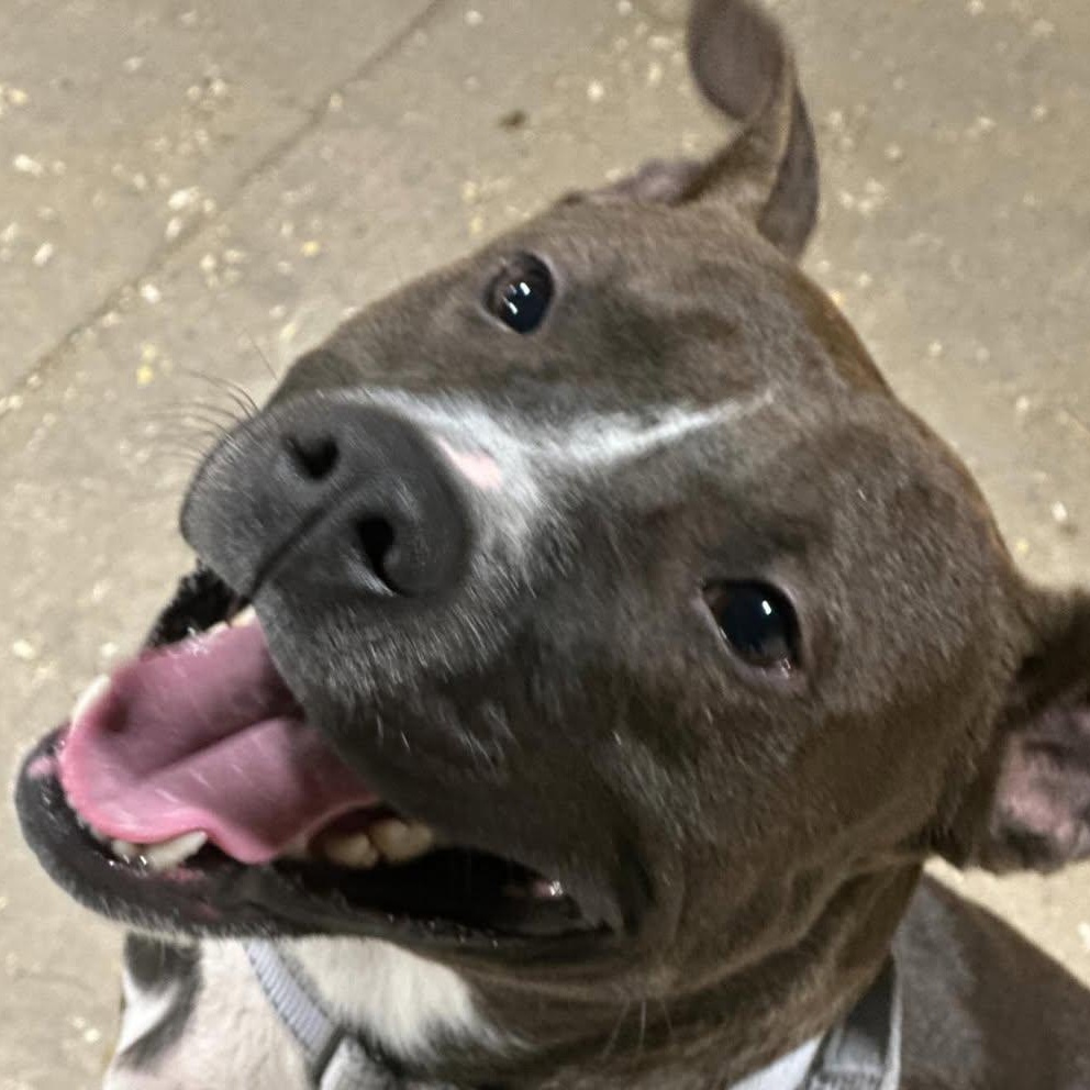 Dollar, an adopted mixed breed in Detroit, MI image 2/6