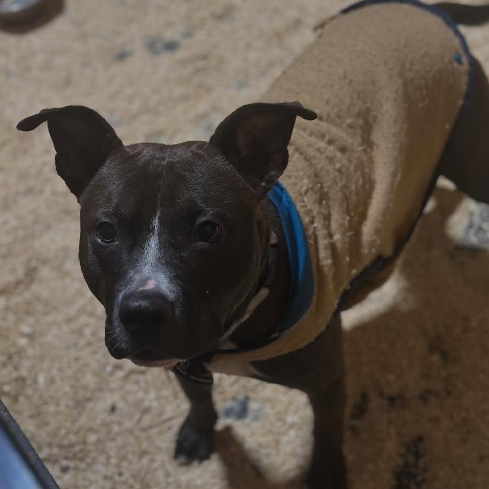 Dollar, an adopted mixed breed in Detroit, MI image 4/6