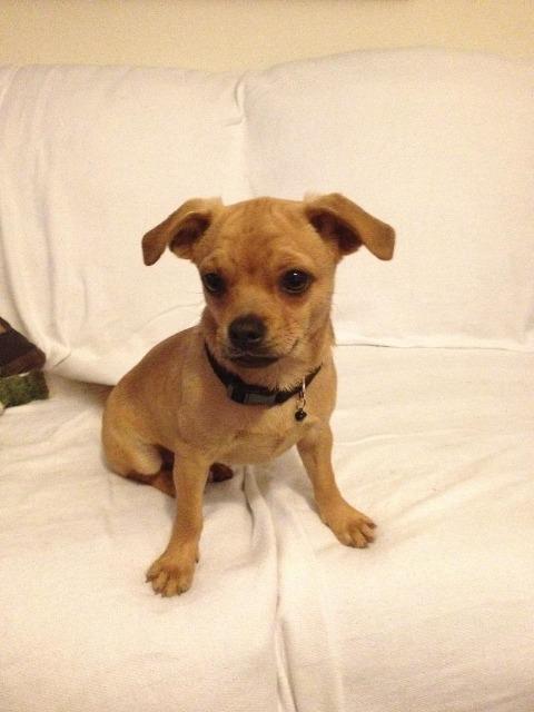 Enlarge Chino, a Adopted mixed breed in Arlington, TX image 1/2
