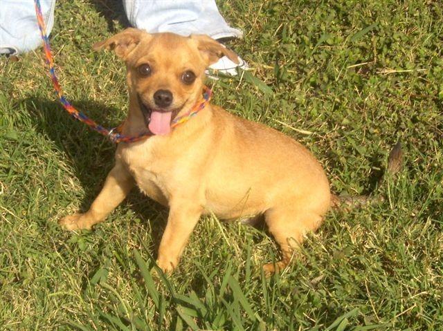 Chino, a Adopted mixed breed in Arlington, TX image 2/2