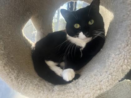 Biscuit, Adoptable, Young Female Domestic Short Hair & Domestic Short Hair.