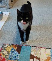 Enlarge Biscuit, a Adoptable Domestic Short Hair in Atlanta, GA image 2/3