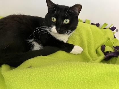 Biscuit, a Adoptable Domestic Short Hair in Atlanta, GA image 3/3