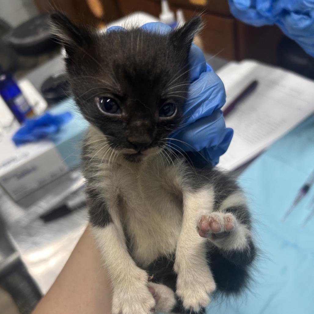 Mozzarella, Adoptable, Kitten Male Domestic Short Hair.