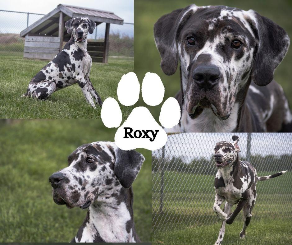 Enlarge Roxy, a Adoptable Great Dane in Albany, NY image 4/4