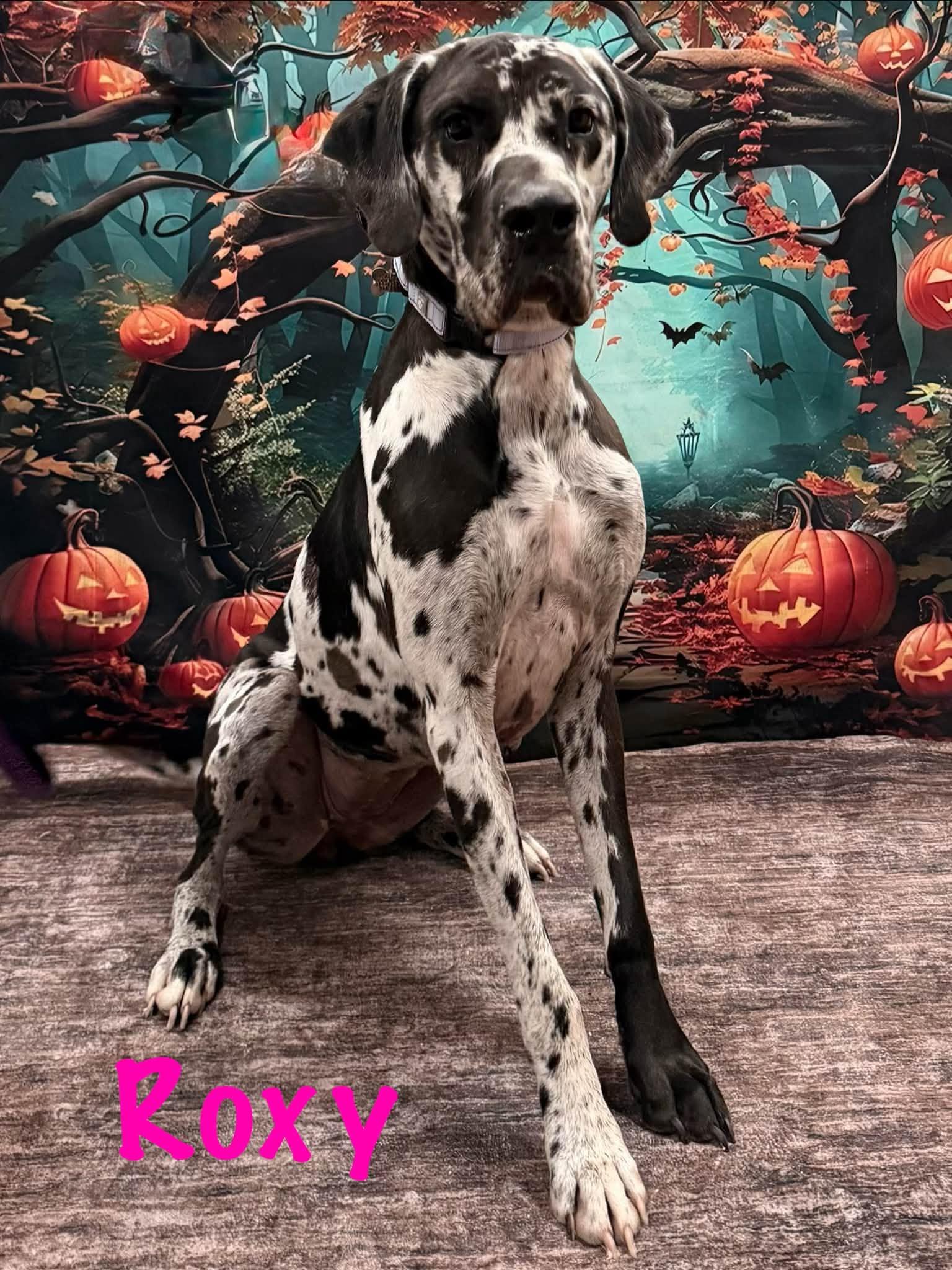 Enlarge Roxy, a Adoptable Great Dane in Albany, NY image 2/4