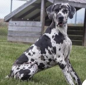 Enlarge Roxy, a Adoptable Great Dane in Albany, NY image 3/4