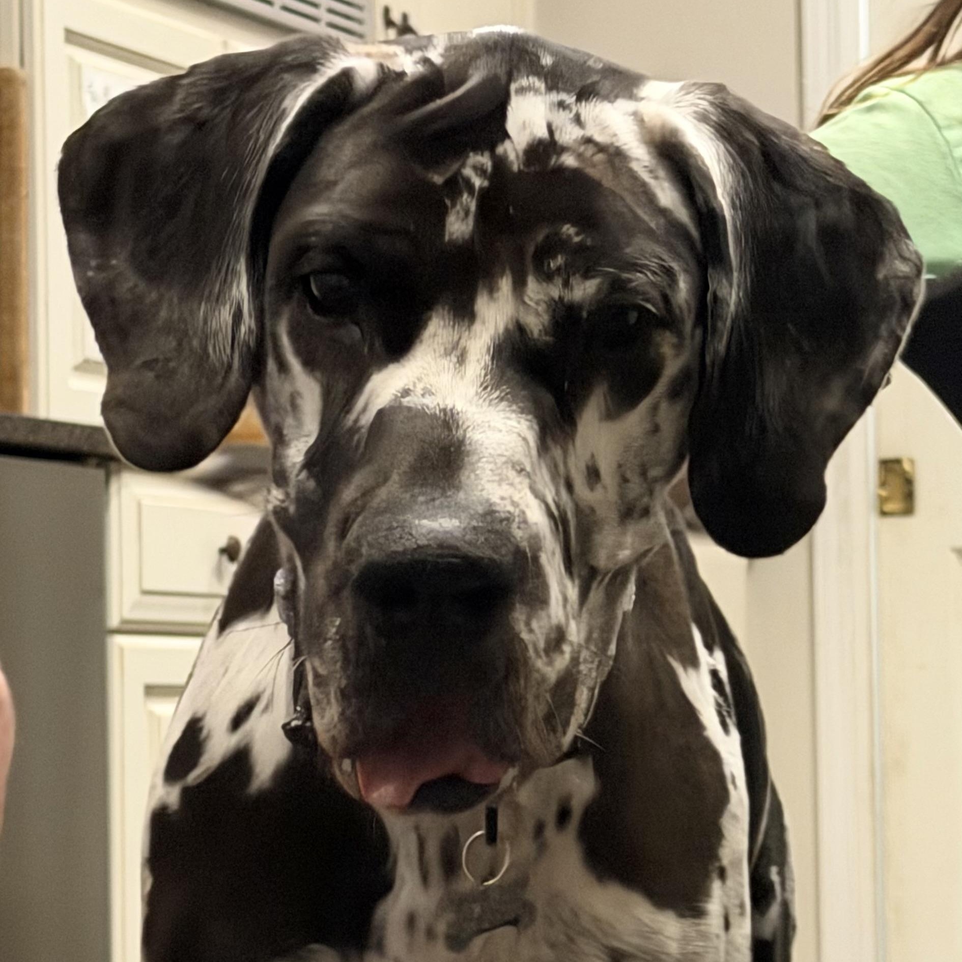 Roxy, Adopted, Adult Female Great Dane.