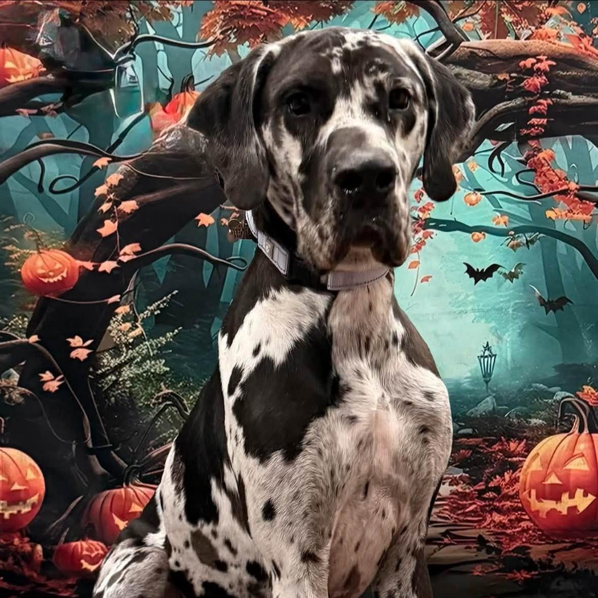 Enlarge Roxy, a Adoptable Great Dane in Albany, NY image 1/4