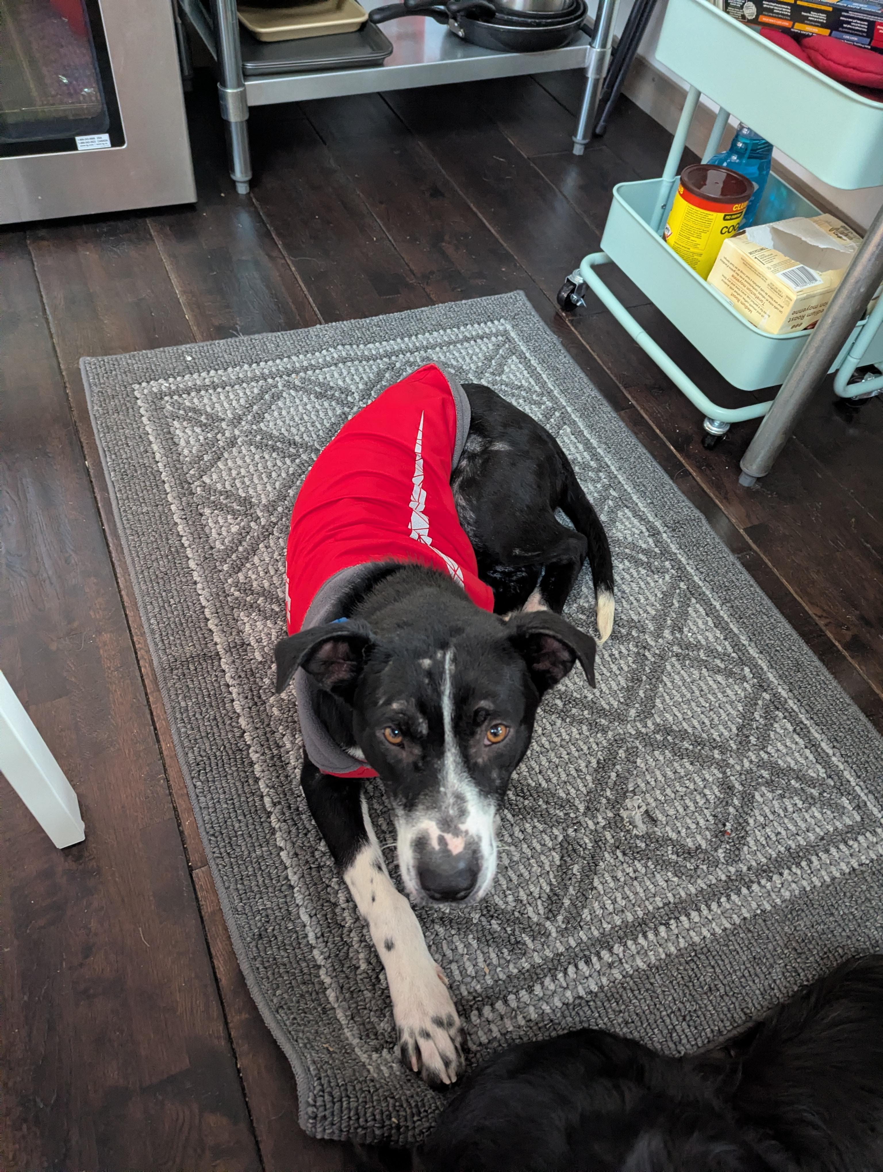 Pickles, a ADOPTABLE Mixed Breed in Saskatoon, SK image 6/6