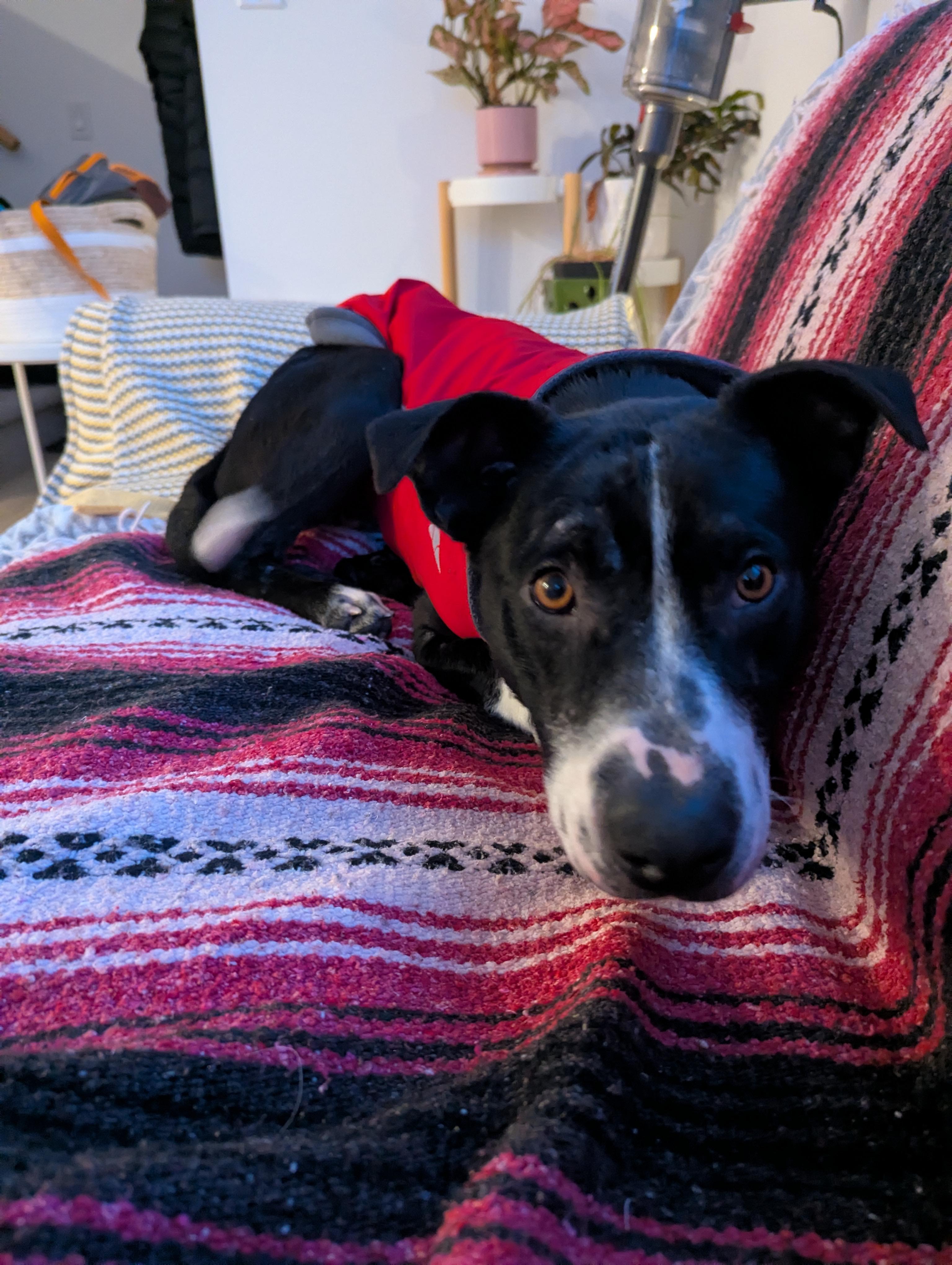 Pickles, a ADOPTABLE Mixed Breed in Saskatoon, SK image 5/6