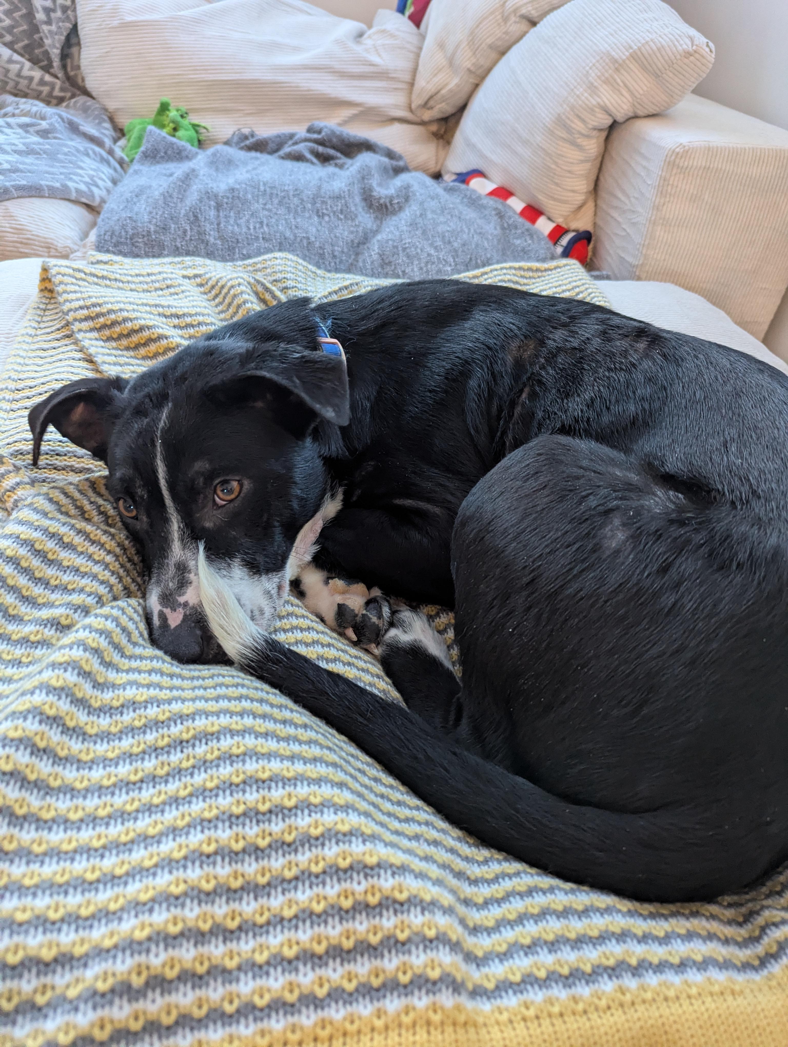 Pickles, a ADOPTABLE Mixed Breed in Saskatoon, SK image 3/6