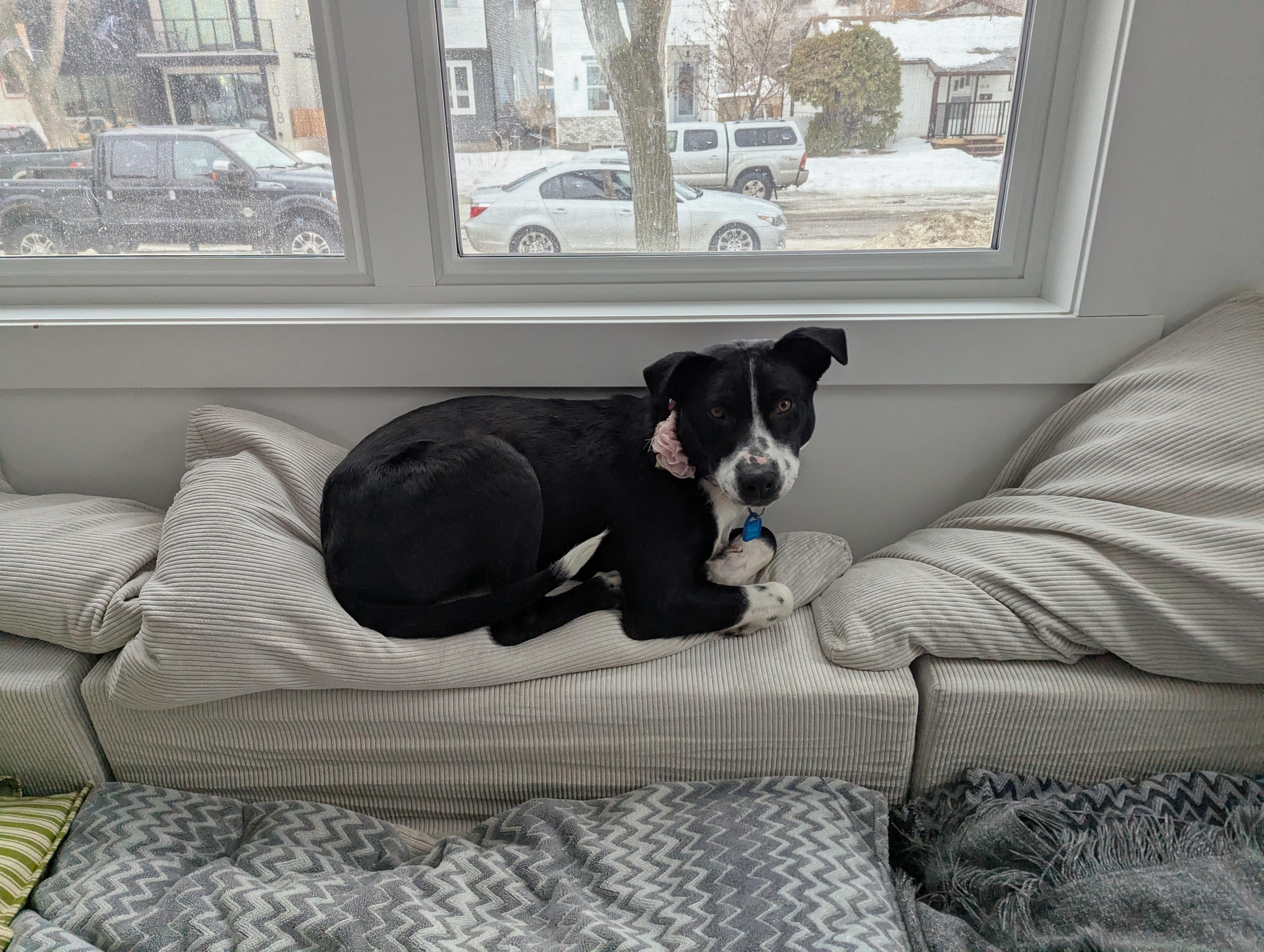 Pickles, a ADOPTABLE Mixed Breed in Saskatoon, SK image 2/6