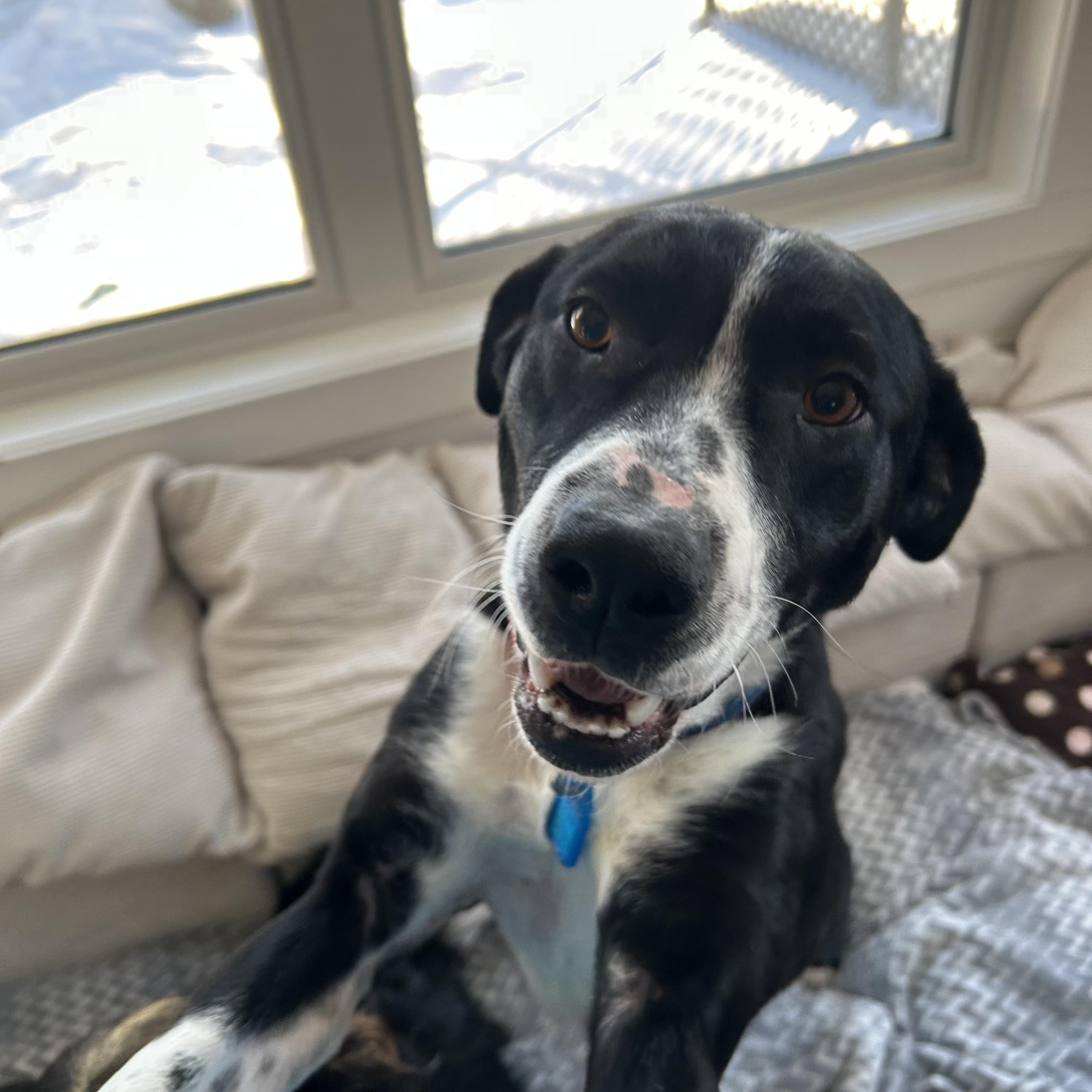 Pickles, a ADOPTABLE Mixed Breed in Saskatoon, SK image 1/6