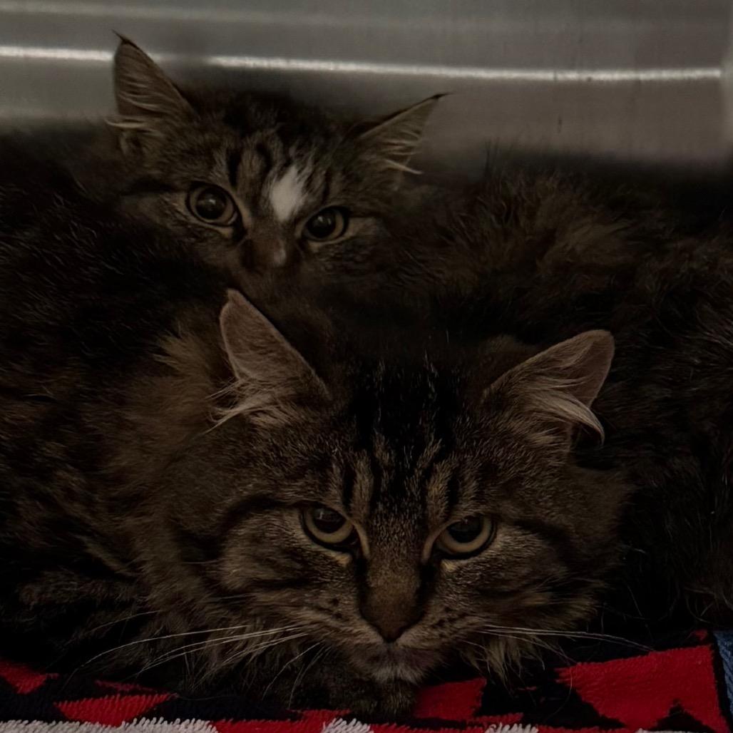 Dallas, Adoptable, Kitten Female Domestic Medium Hair.