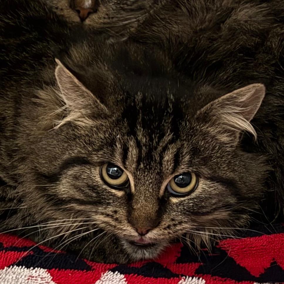 Enlarge Dallas is at Petsmart GJ, a Adoptable Domestic Medium Hair in Cedaredge, CO image 2/2