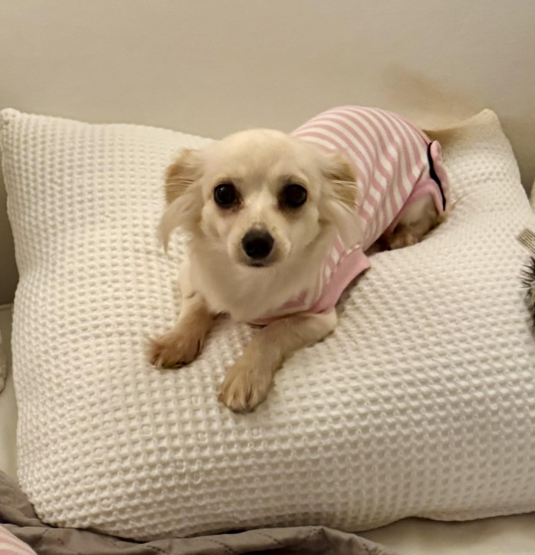 Enlarge Ella, a ADOPTABLE mixed breed in West Hollywood, CA image 1/4