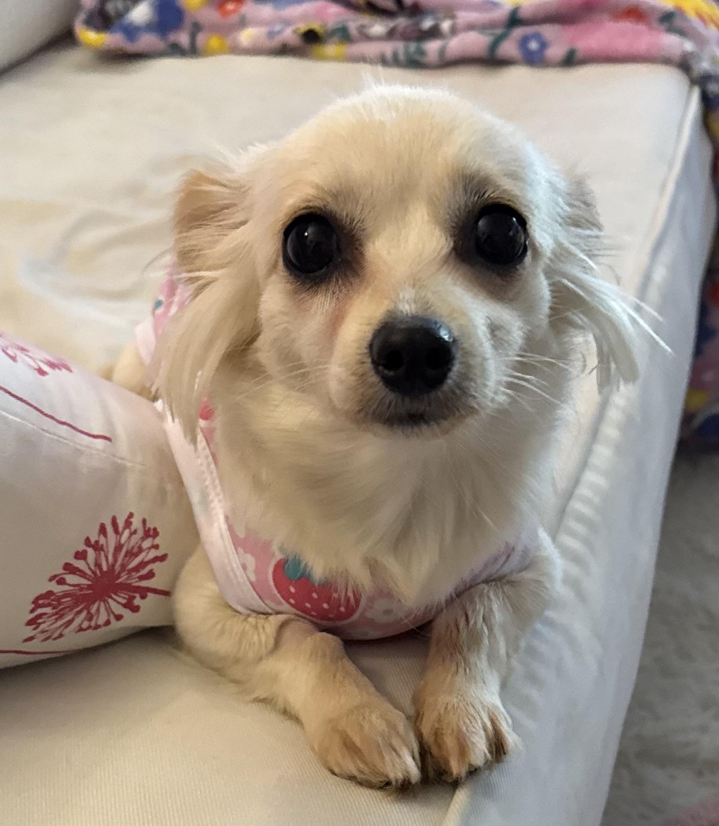 Enlarge Ella, a ADOPTABLE mixed breed in West Hollywood, CA image 2/4