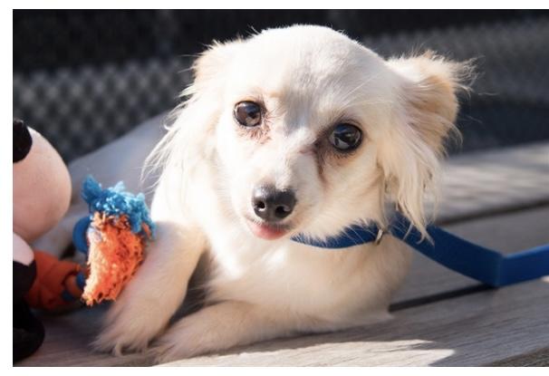 Enlarge Ella, a ADOPTABLE mixed breed in West Hollywood, CA image 3/4