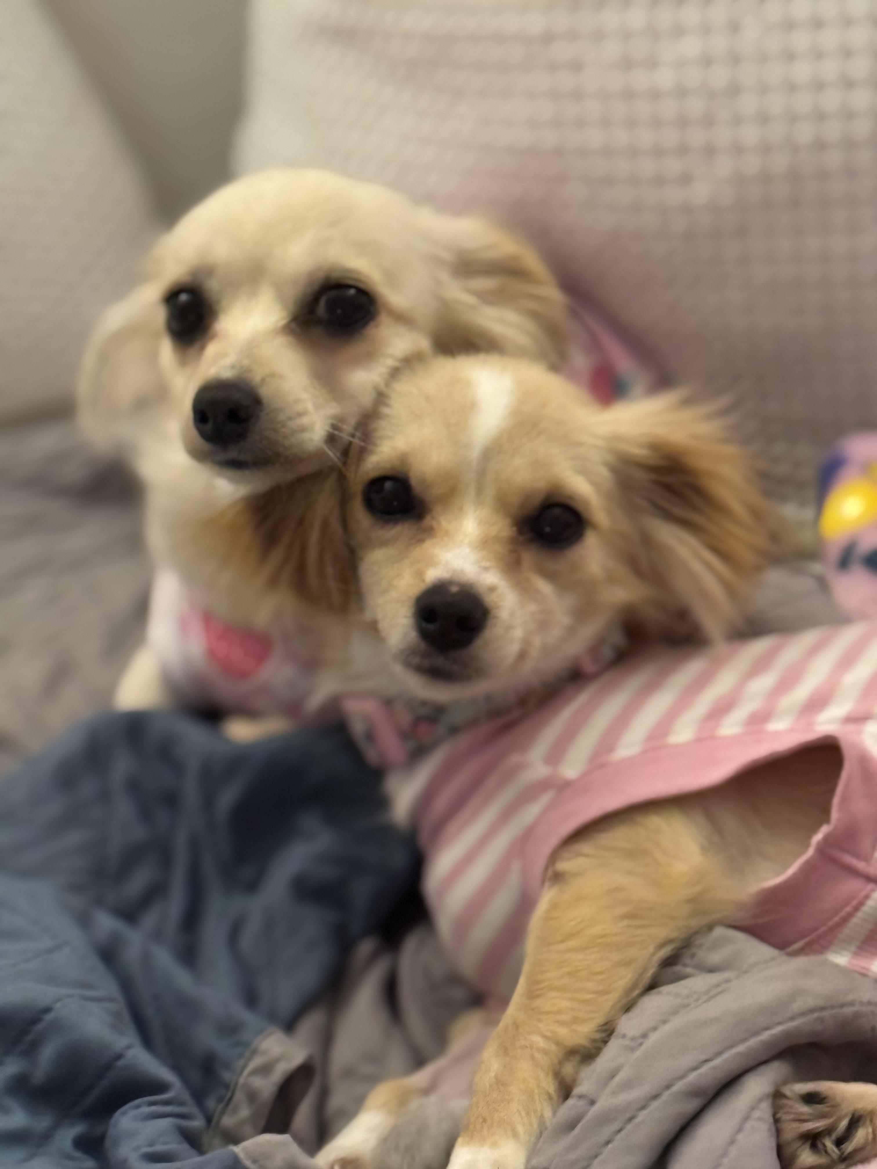 Enlarge Ella, a ADOPTABLE mixed breed in West Hollywood, CA image 4/4