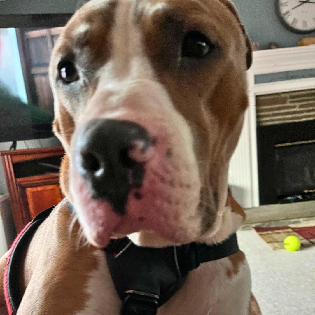 Enlarge Reggie, a Adoptable Mixed Breed in New Milford, PA image 4/6