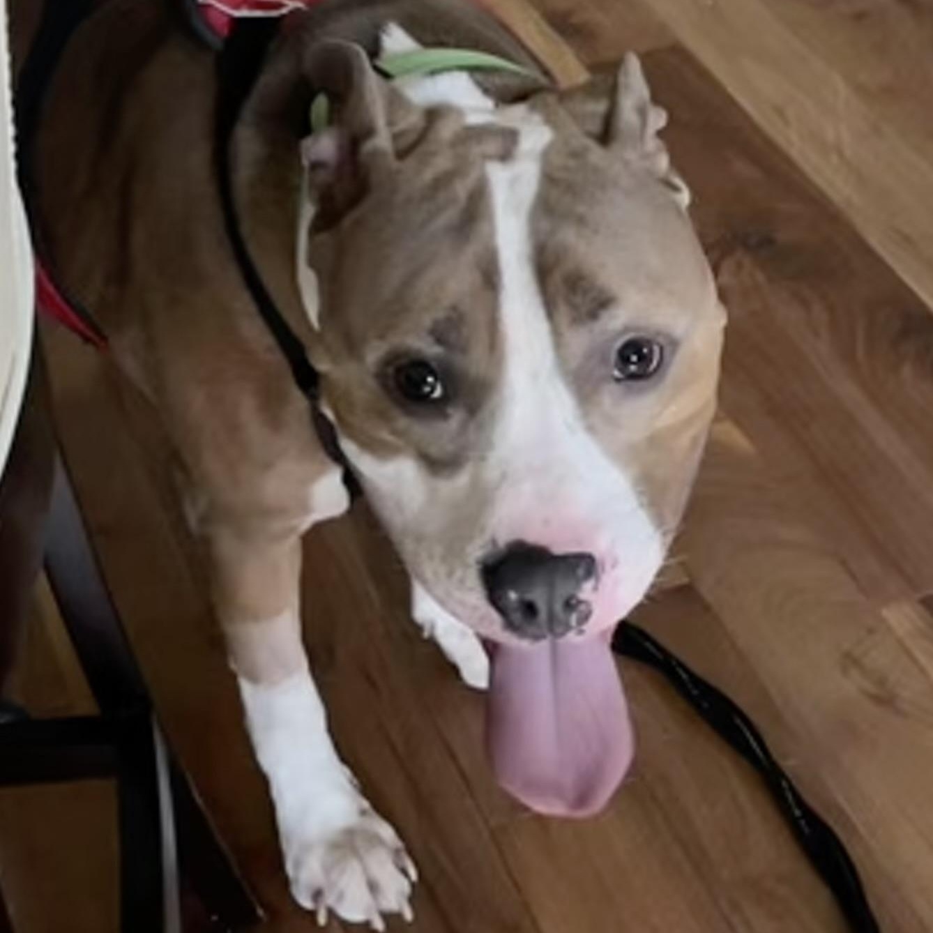 Enlarge Reggie, a Adoptable Mixed Breed in New Milford, PA image 6/6