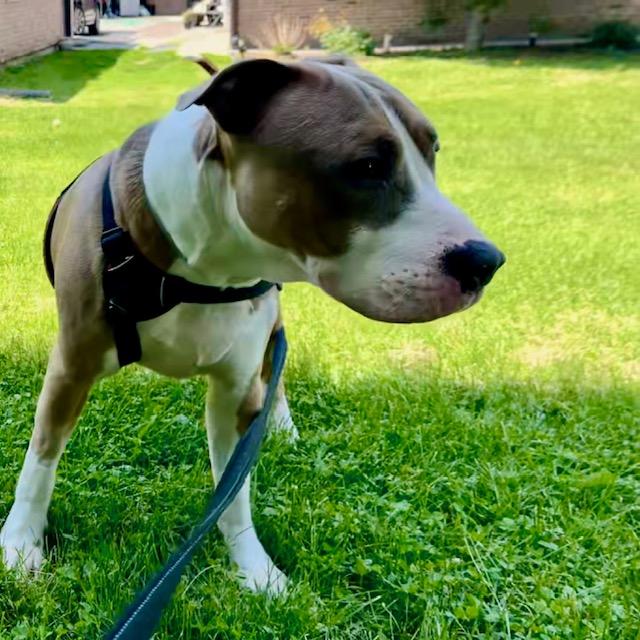Reggie, Adult Male unknown