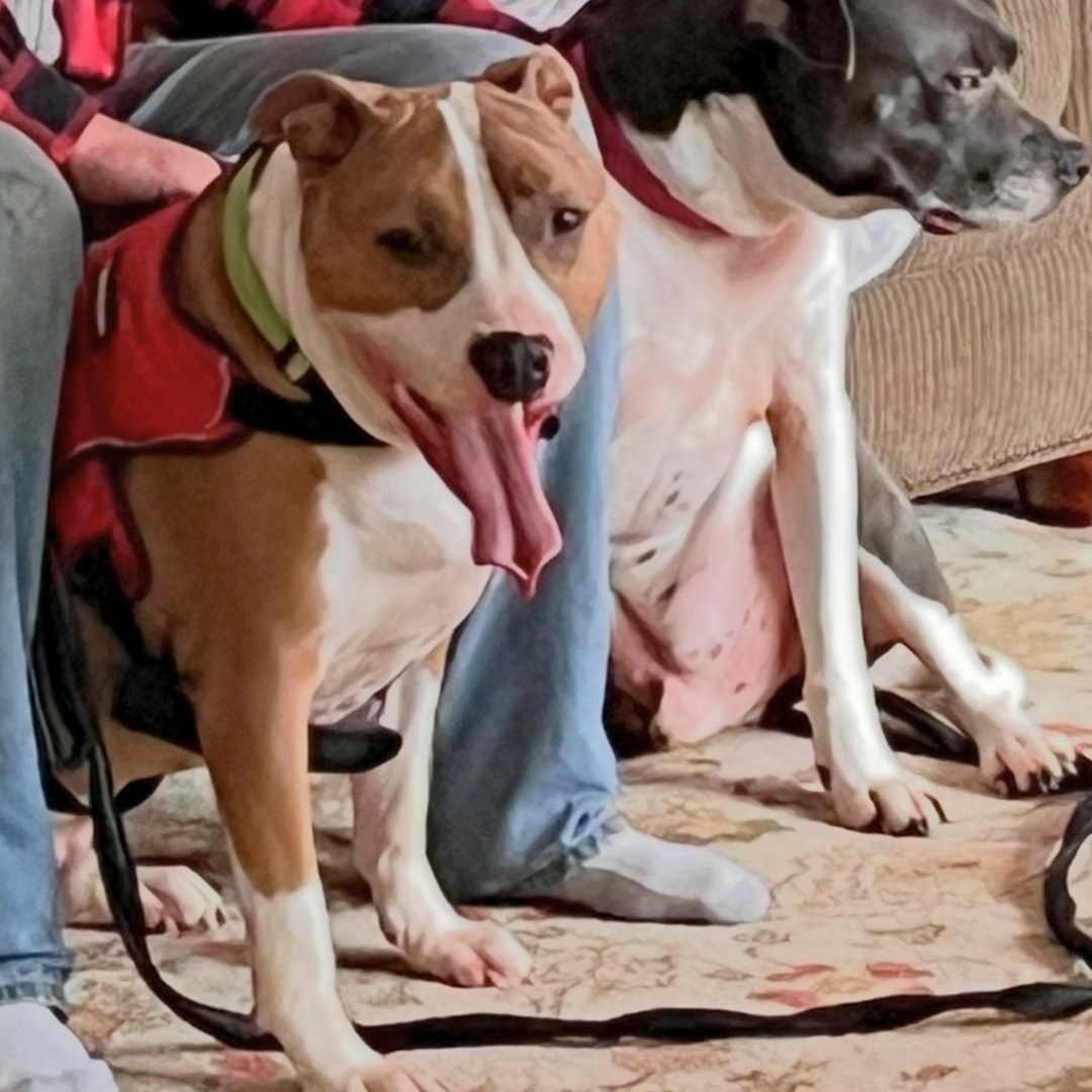 Enlarge Reggie, a Adoptable Mixed Breed in New Milford, PA image 3/6