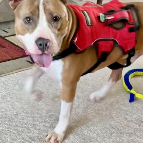 Enlarge Reggie, a Adoptable Mixed Breed in New Milford, PA image 2/6