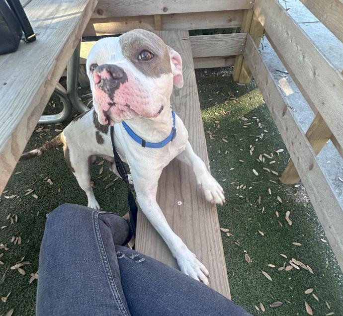 Prince, a Adoptable Pit Bull Terrier in Concord, NH image 3/6