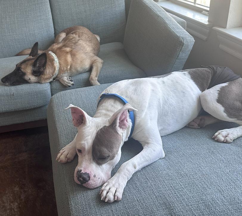 Prince, a Adoptable Pit Bull Terrier in Concord, NH image 5/6