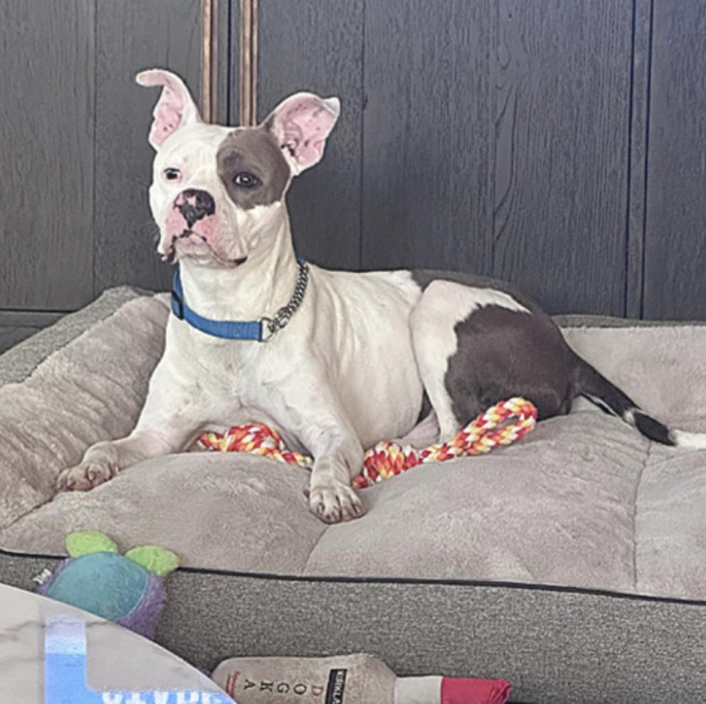 Prince, a Adoptable Pit Bull Terrier in Concord, NH image 1/6